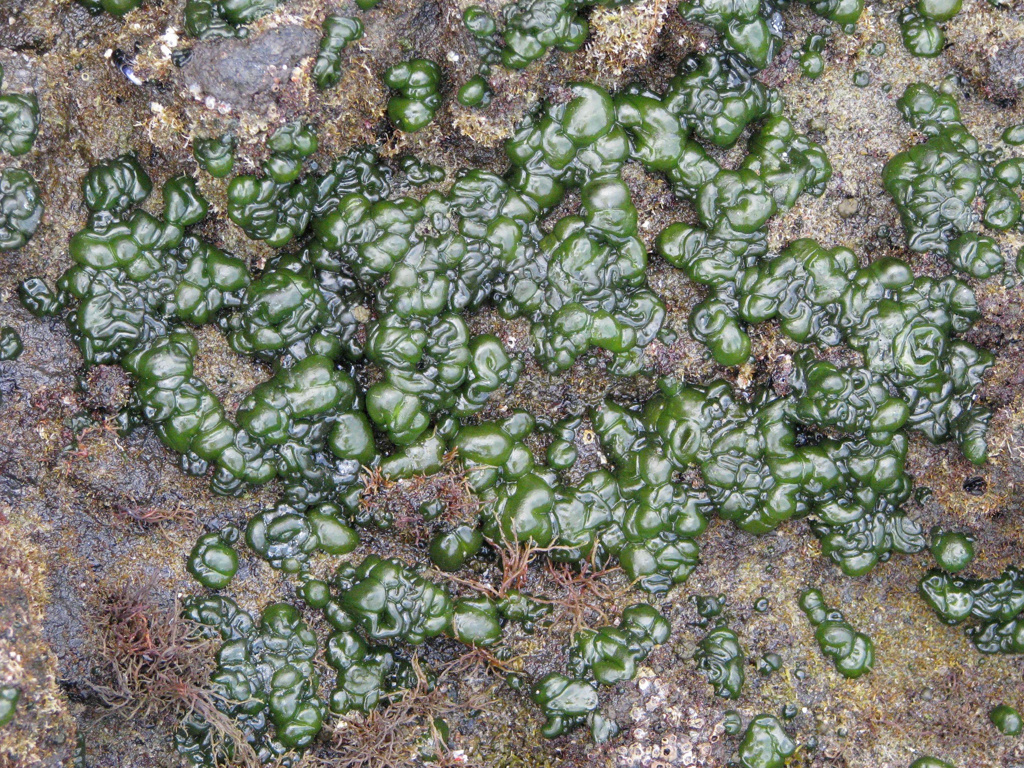 Marine rivularia, karaka bay, great barrier island 9 feb 2009, mike wilcox